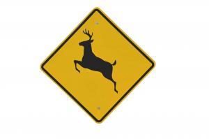 Florida Truck & Trailer | Tips to Avoid Wildlife Collisions